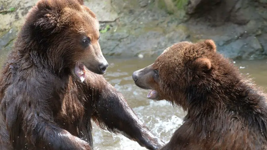 ¿Qué tan fuerte es un oso grizzly?