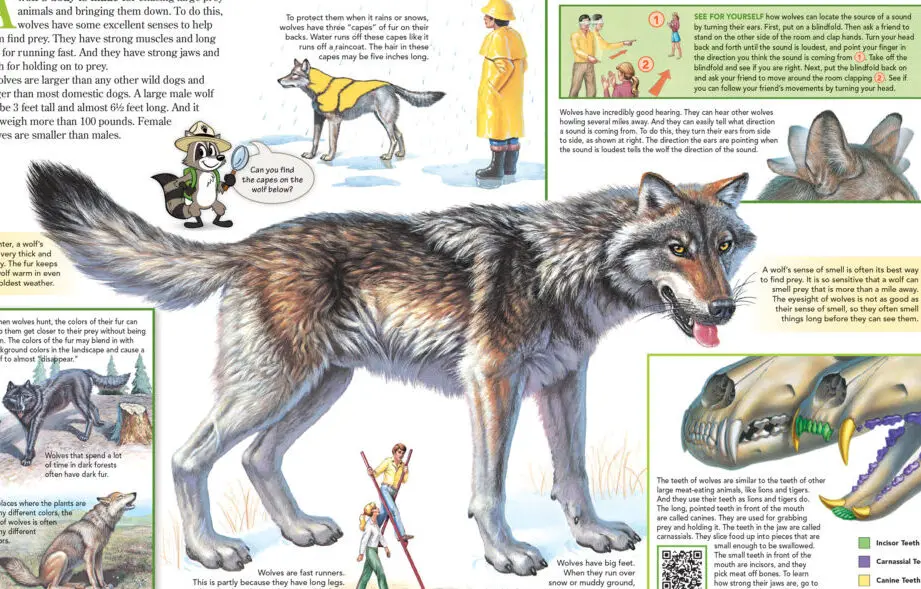 El cuerpo de un lobo está hecho para perseguir presas grandes - NWF |