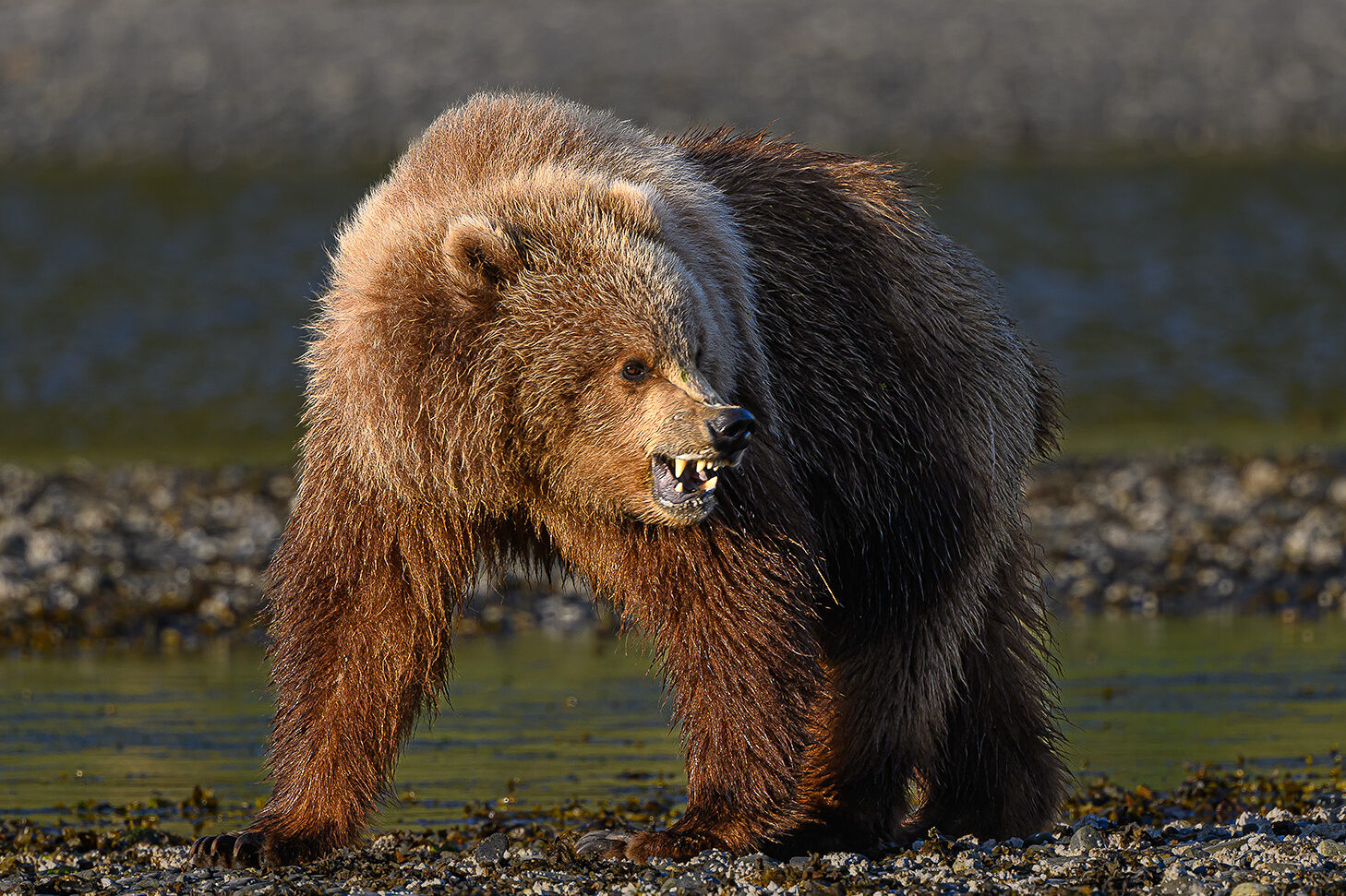 Frente a los Grizzlies |