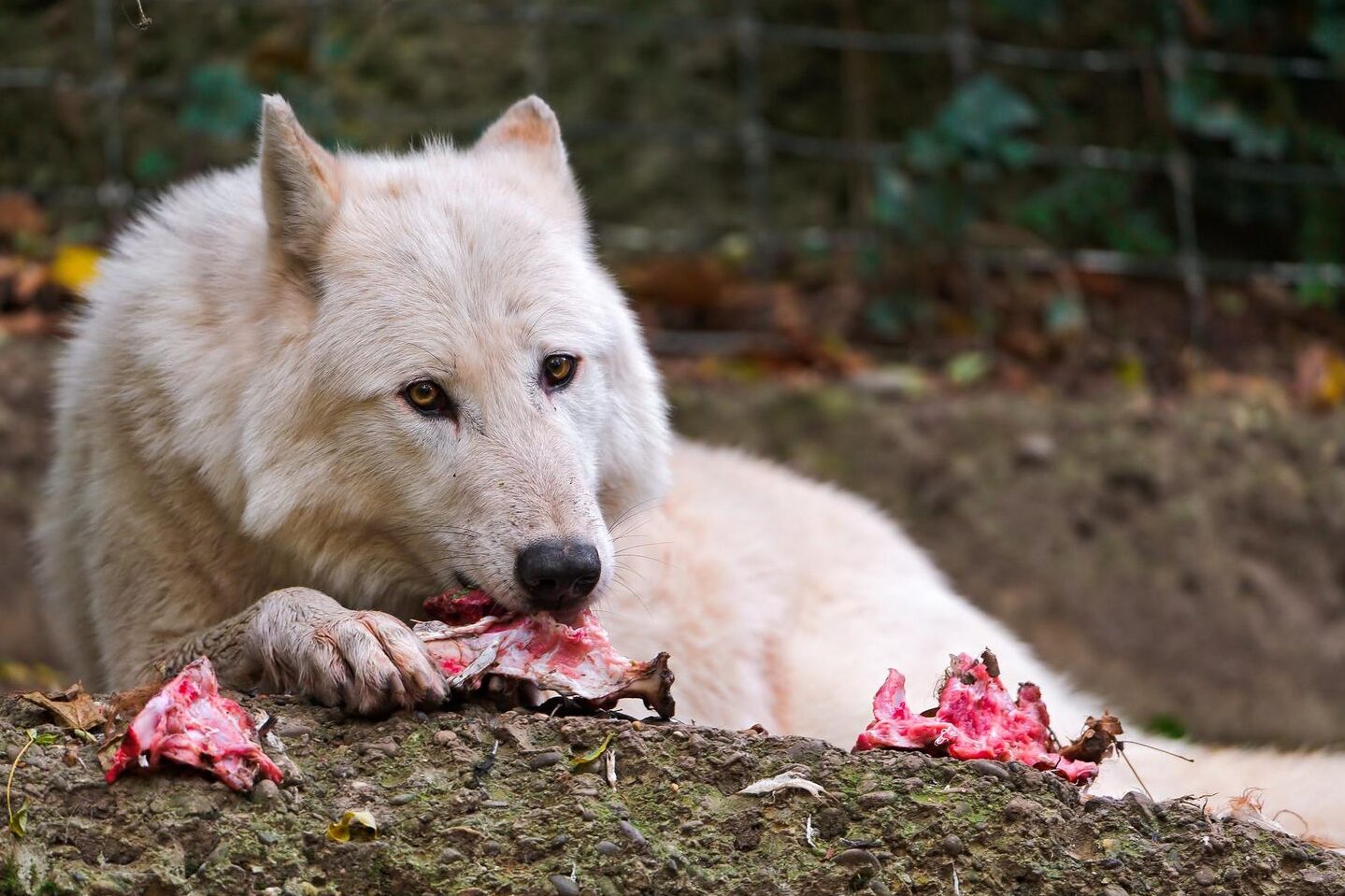 Los humanos antiguos pueden haber arrojado restos de carne a los lobos salvajes...