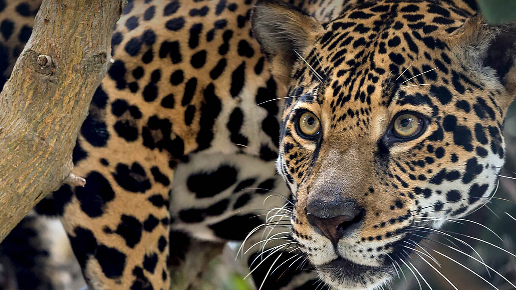 jaguar |