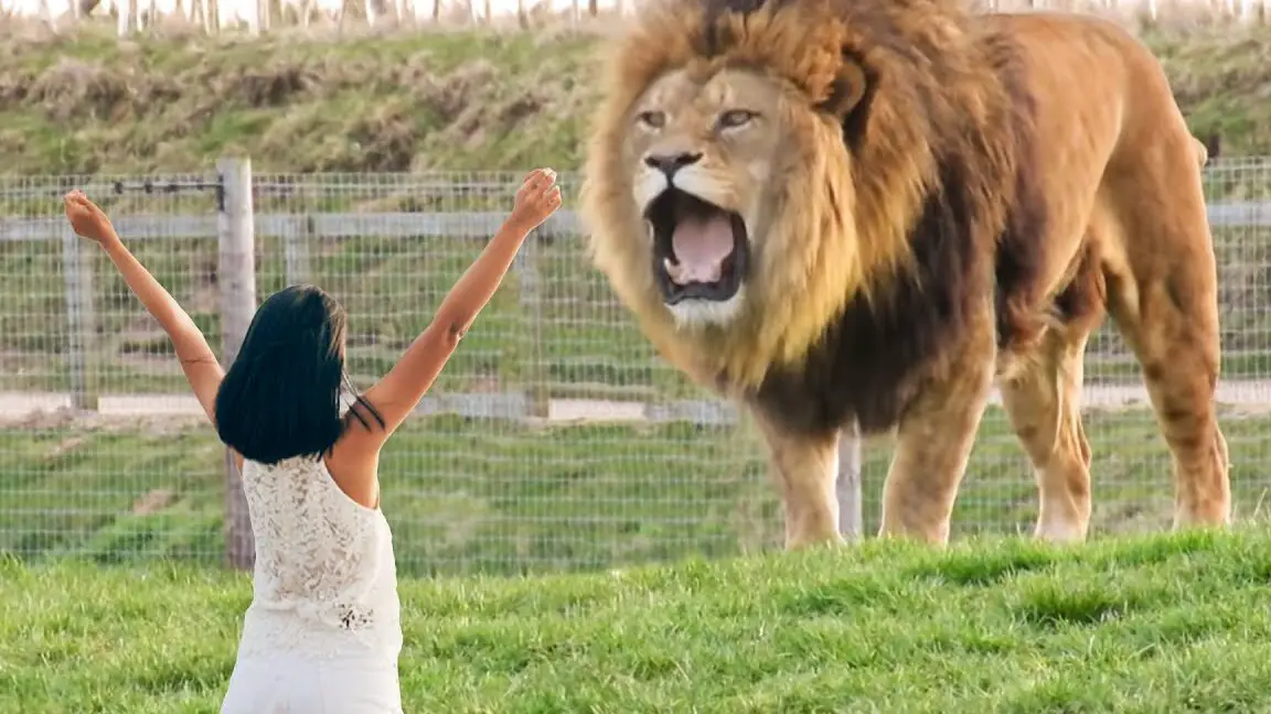Niña se reúne con su mascota león después de 8 AÑOS...