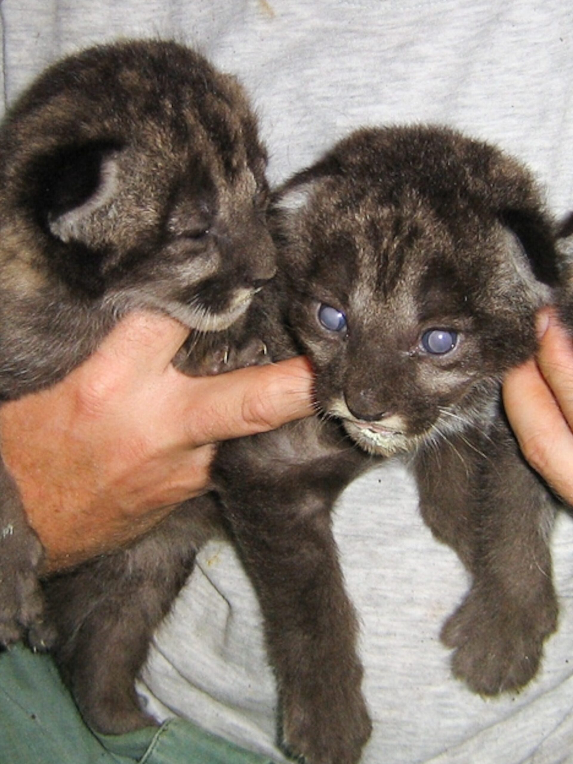 Las panteras híbridas ayudan a los gatos raros a recuperarse en Florida