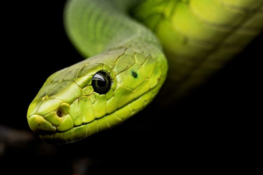 Deslizándose en su base de conocimientos: ¡Datos sobre la serpiente!