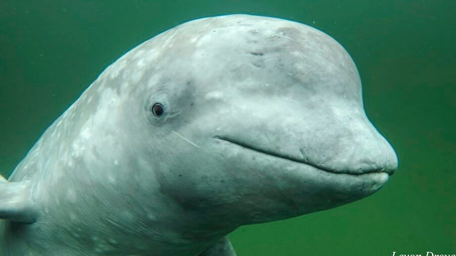 La joven beluga testaruda no se alejará de las Islas Marítimas |