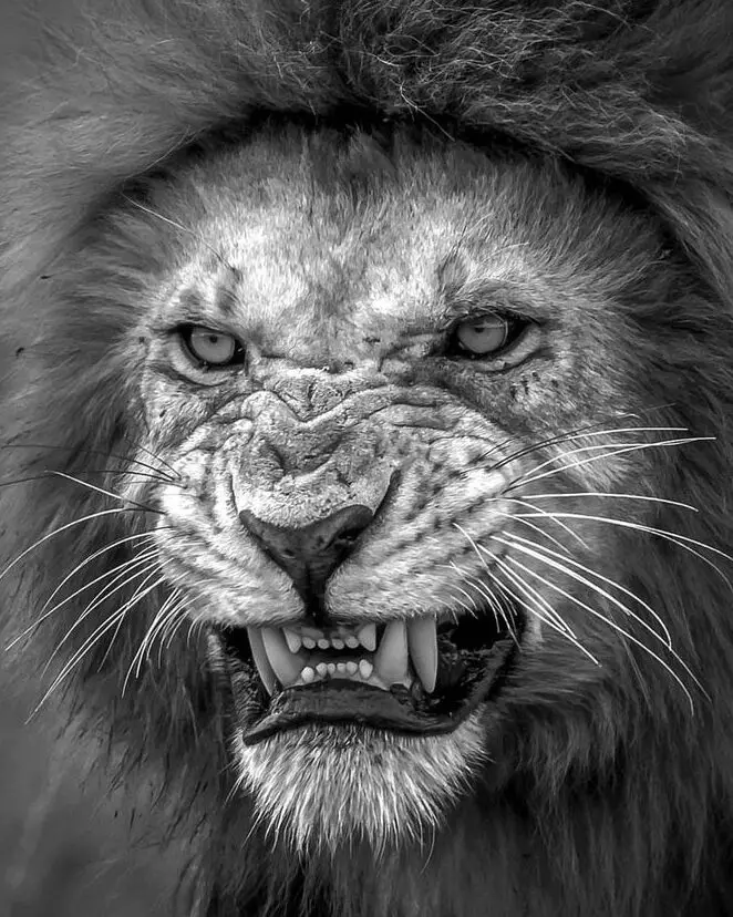 Guía de leones: datos sobre especies y dónde viven en la naturaleza...