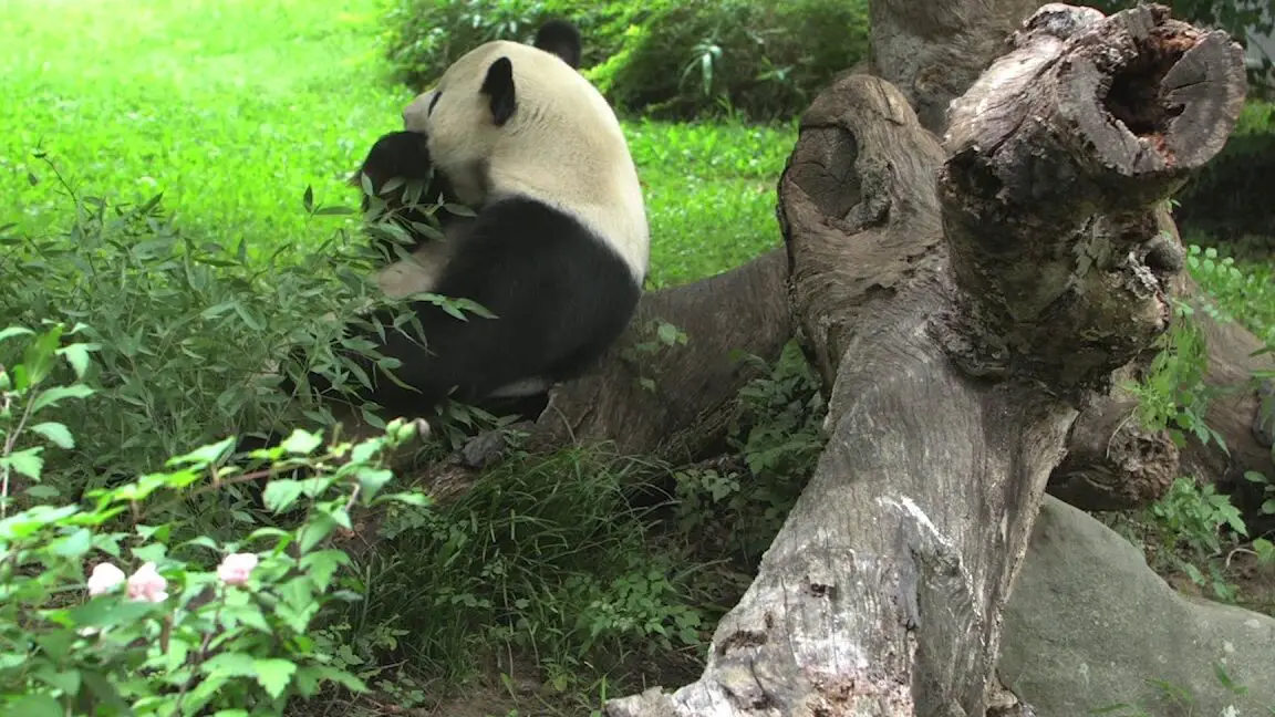 Pandas rojos: el asombroso animal que depende absolutamente de un pequeño ...