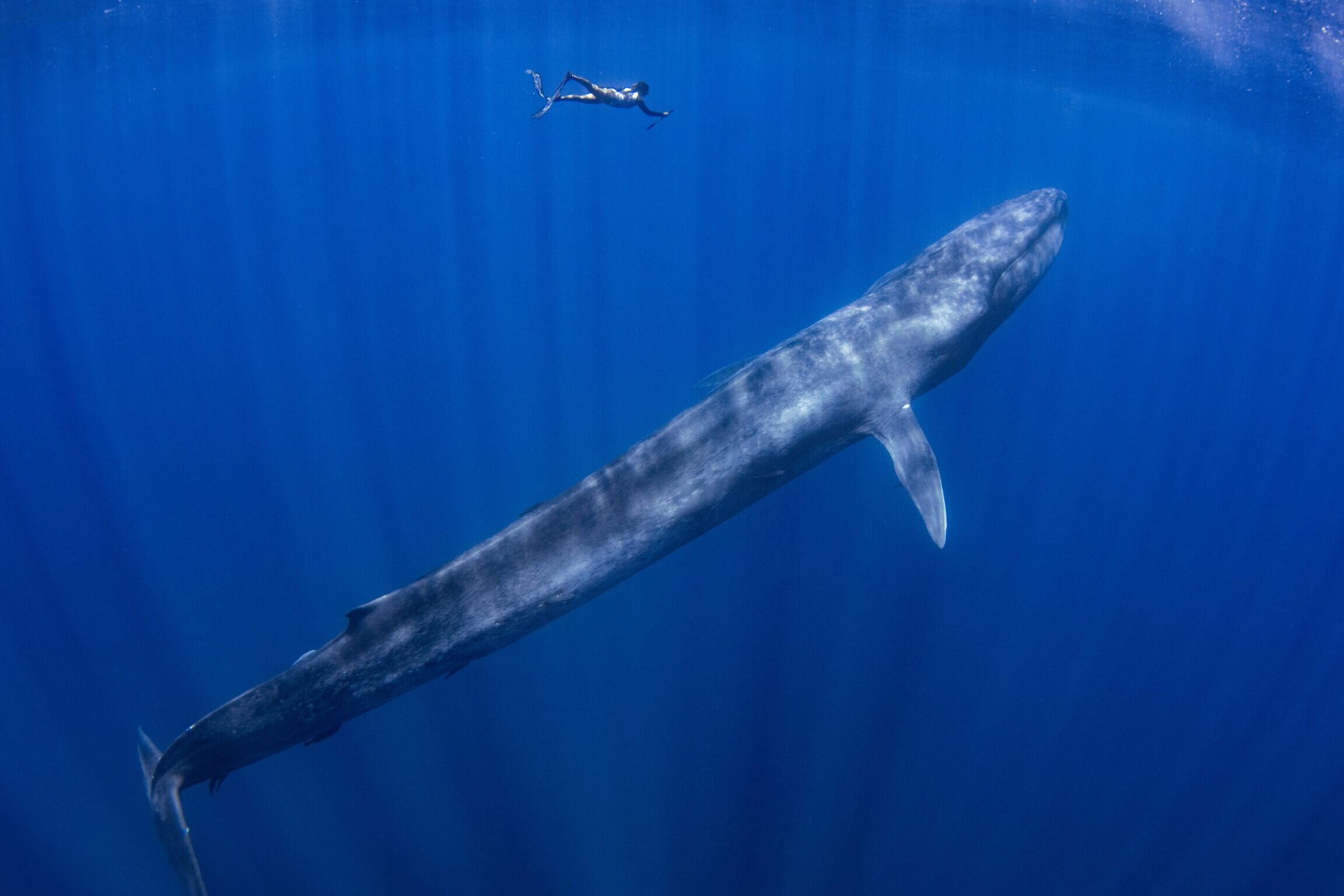 ¿Son peligrosas las ballenas azules?
