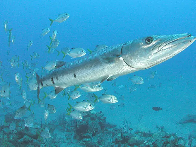 Ahora ya lo sabes: Barracuda