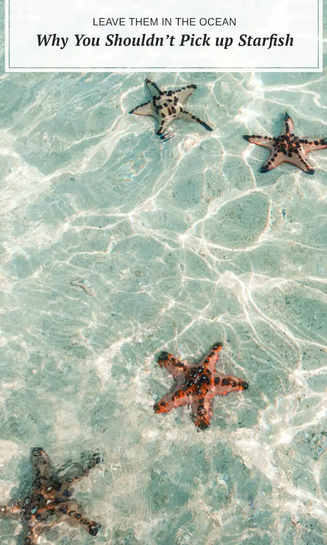 Por qué no deberías recoger estrellas de mar - Northabroad