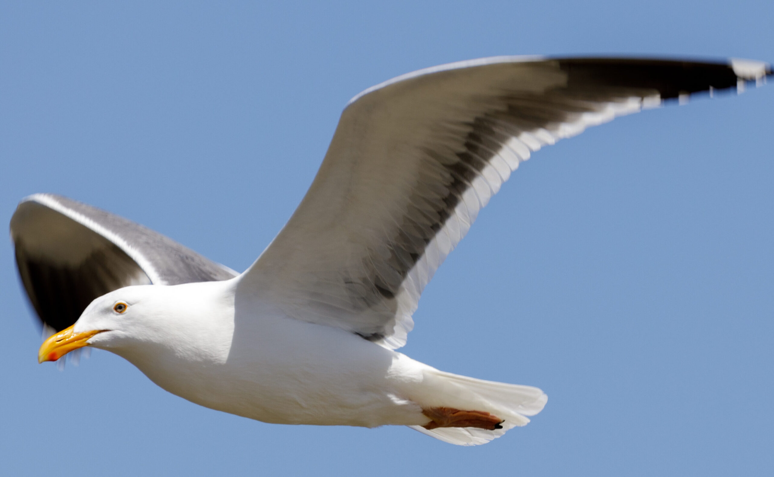 Gaviotas que "no temen a ningún hombre" plagan un restaurante de Boston - Newsweek