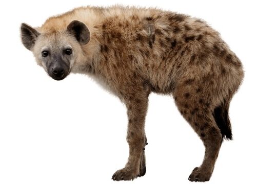 ¿Cuáles son los animales más peligrosos de África?