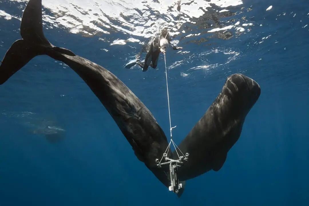 Los apneistas que escuchan a escondidas a las ballenas