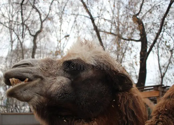 Camello peludo, animal peligroso con los dientes​: Foto de stock 1905847057 ...