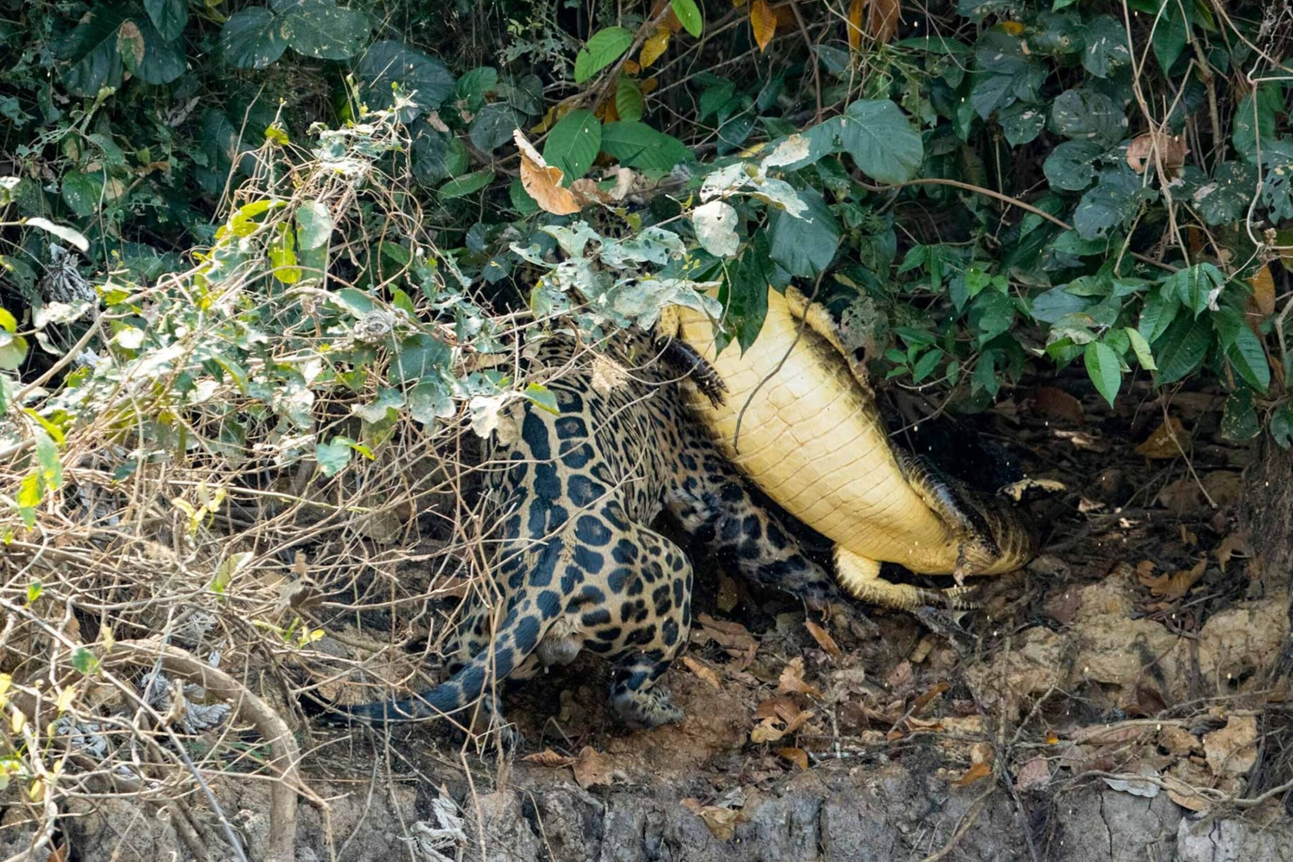 ¿Los jaguares quieren comerse a los humanos o simplemente atacan?