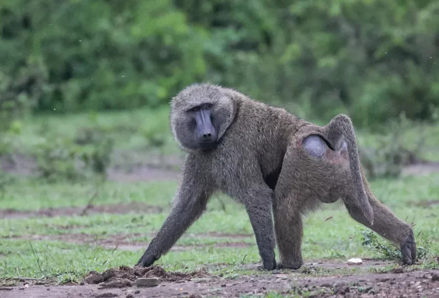 Conozca a nuestros majestuosos babuinos |