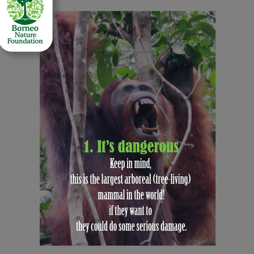 Conflicto con los humanos - Fundación Orang Utan Republik