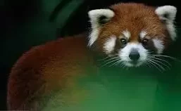 Zoológico de Atlanta: aprenda más sobre los pandas rojos de Danica W. en ...
