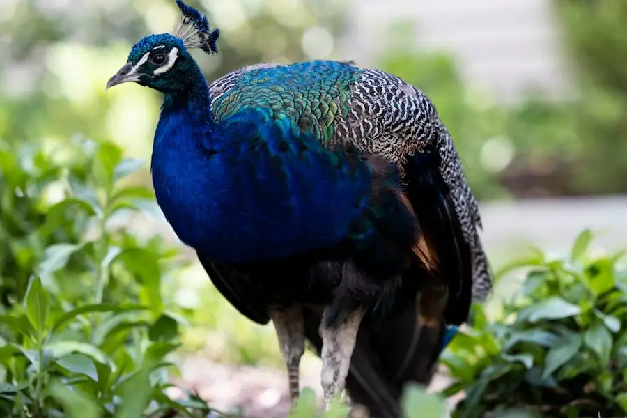 ¿Son agresivos los pavos reales?