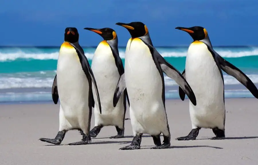 Pingüino - Animales A-Z