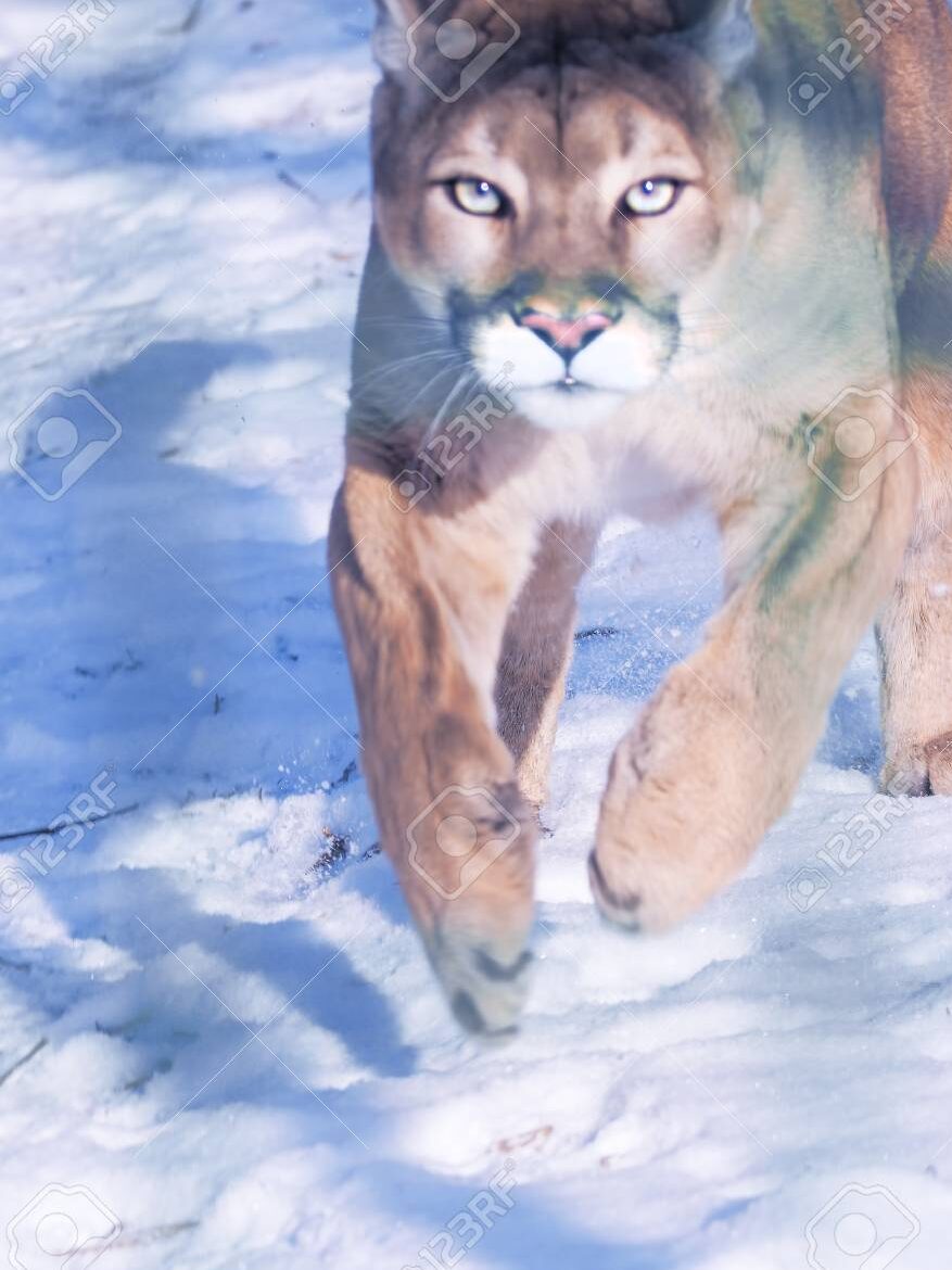 Puma En La Nieve Peligroso Primer Plano Foto, Imagen y ...