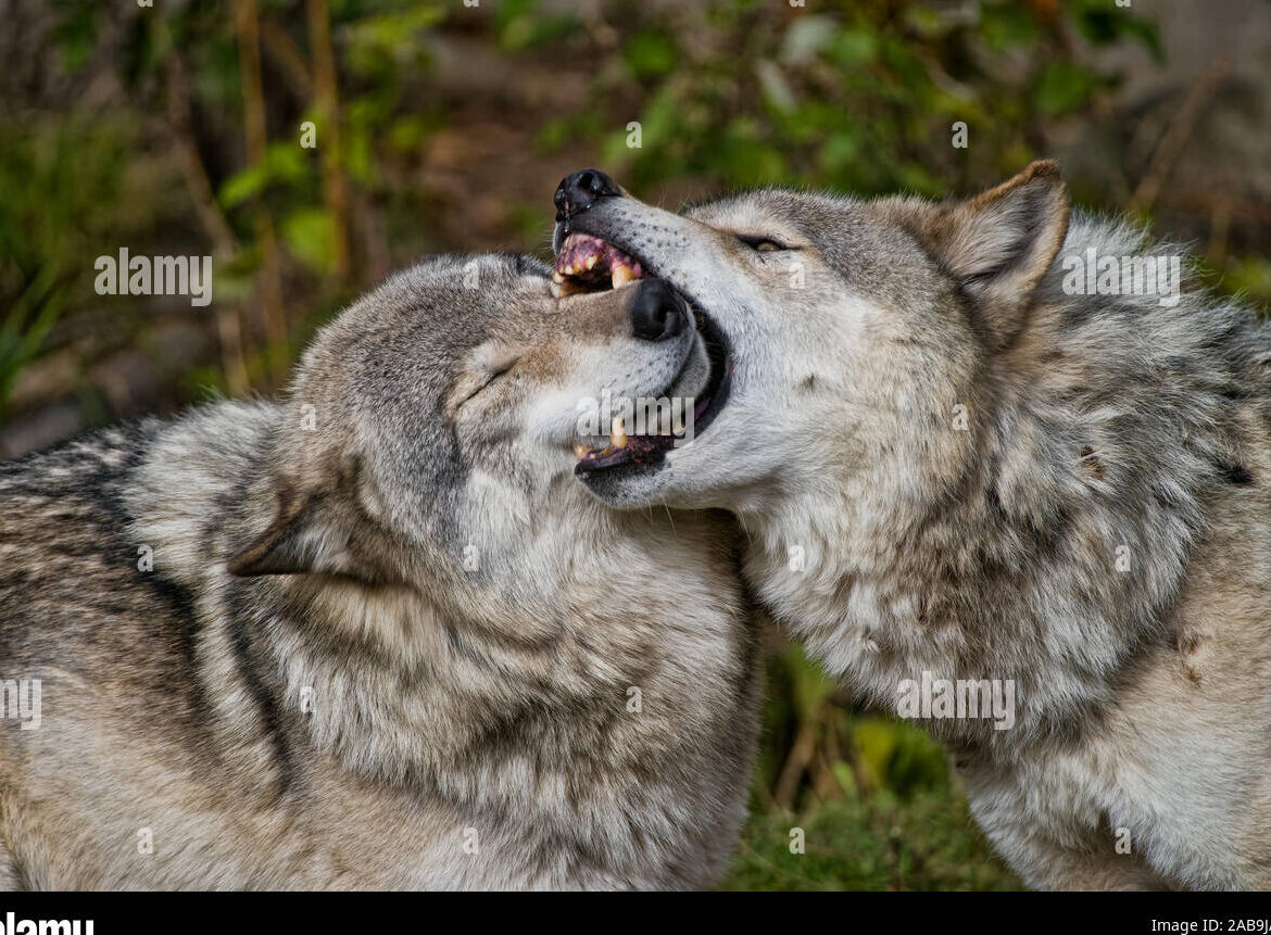Lobos mordiendo fotografías e imágenes de alta resolución - Alamy
