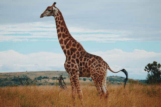 ¡12 animales geniales con cuellos largos! [Pictures & Neck Length]