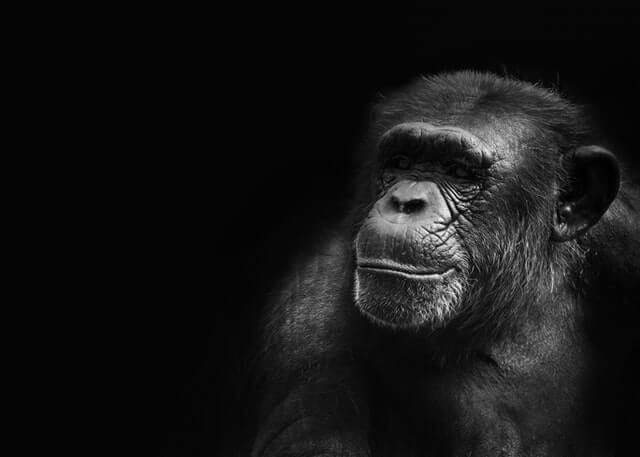 ¡5 animales con mala memoria! (Imágenes + Datos curiosos)
