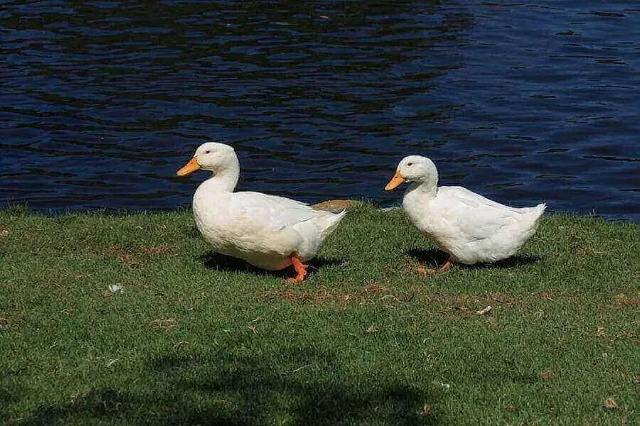 ¿A dónde van los patos en invierno? (¿Migran?)