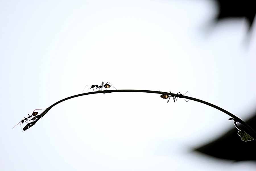¿Cómo encuentran comida las hormigas? Hormigas exploradoras y recolección