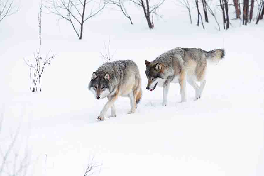 ¿Cómo marcan los lobos a sus parejas? | animales inadaptados