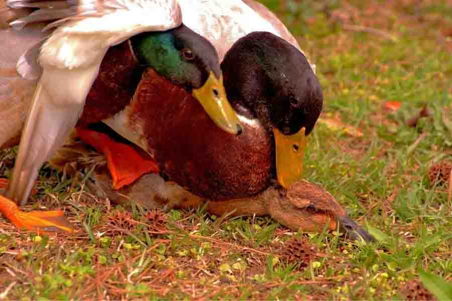¿Cómo se aparean los patos? (Los hechos horribles) | animales inadaptados