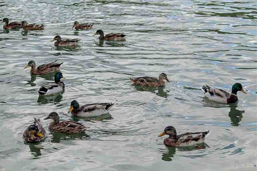 ¿Cómo se llama un grupo de patos? (balsa, equipo, flota y más)