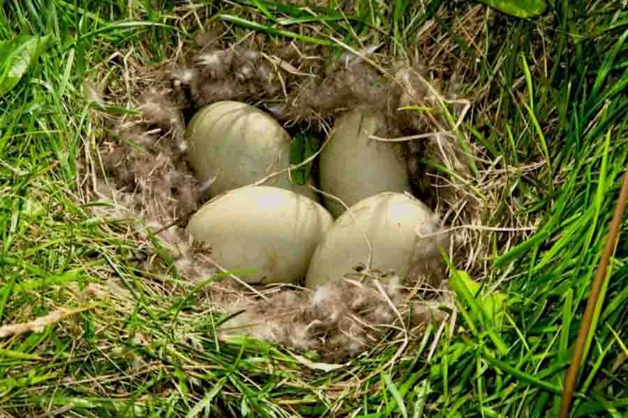 ¿Con qué frecuencia los patos ponen huevos? Lo que deberías saber