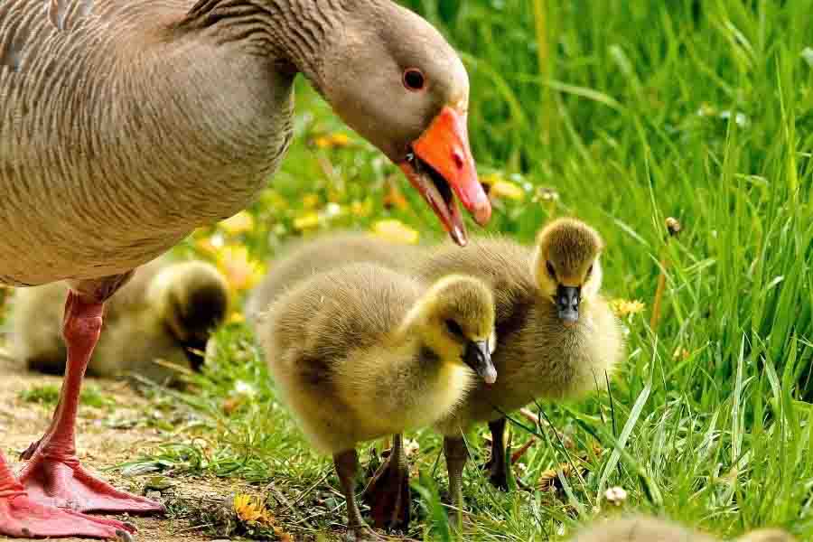 ¿Cuándo empiezan a nadar los patos bebés y pueden nadar los patitos?