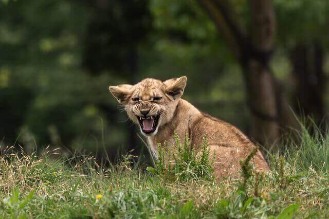 ¿Cuánto cuesta un león? ¡Pues mucho! |