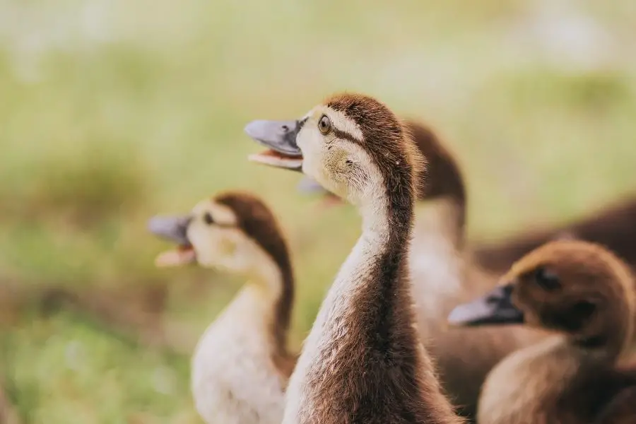 ¿Cuánto cuesta un pato? (Precio para comprar, alimentar y criar)