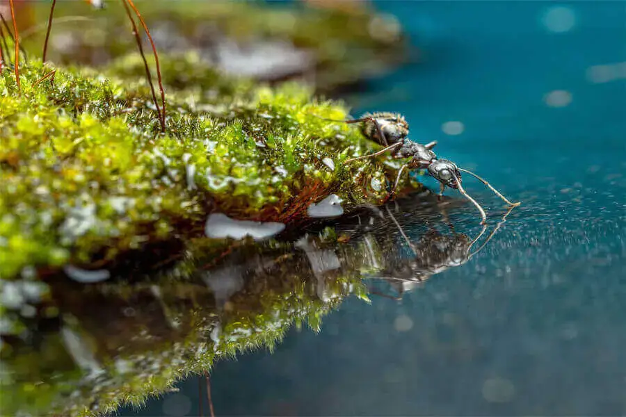 ¿Cuánto tiempo pueden vivir las hormigas sin comida ni agua?