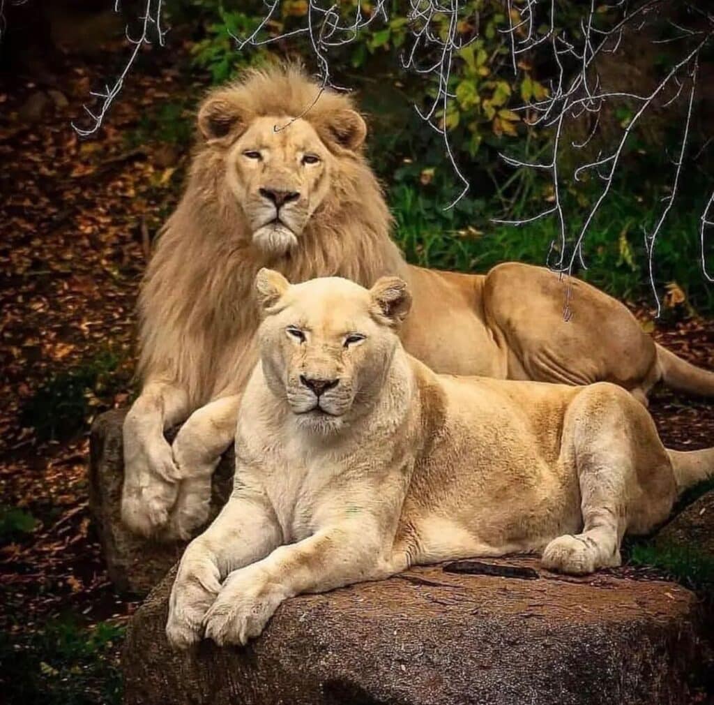 ¿Cuánto tiempo viven los leones? ¡Explore la esperanza de vida de los leones!