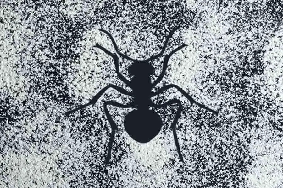 ¿La tierra de diatomeas mata hormigas? Deshágase de las hormigas con DE
