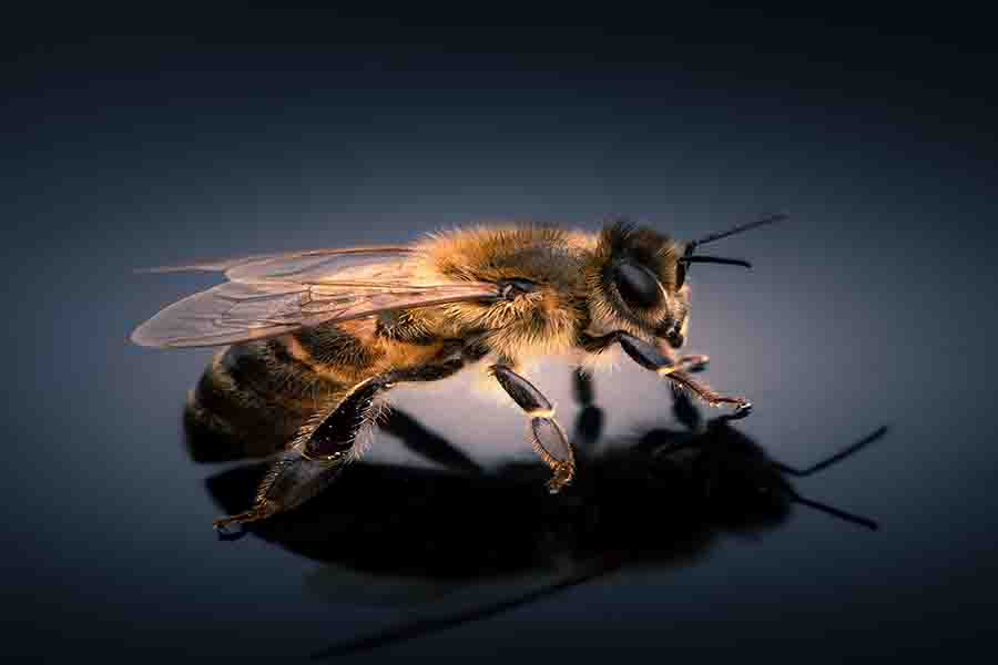 ¿Las abejas salen de noche? (Actividad nocturna de abejas)