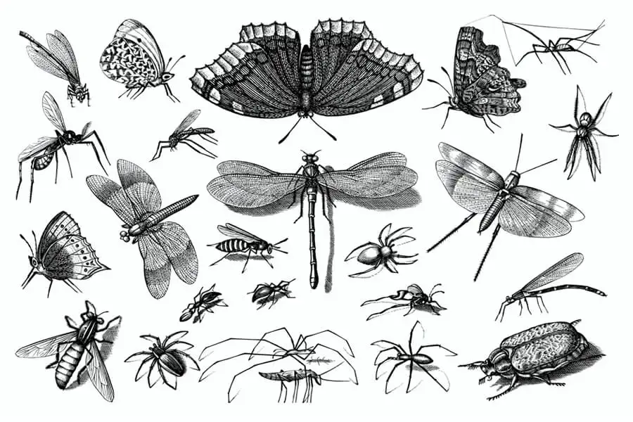 ¿Las hormigas tienen huesos? Datos sobre el cuerpo y el exoesqueleto de la hormiga
