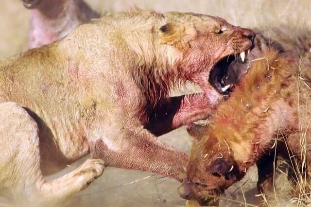 ¿Los leones comen hienas? (No es lo que piensas)