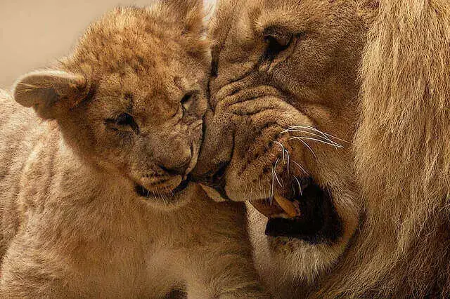¿Los leones se comen a otros leones? (¿Son los leones caníbales?)