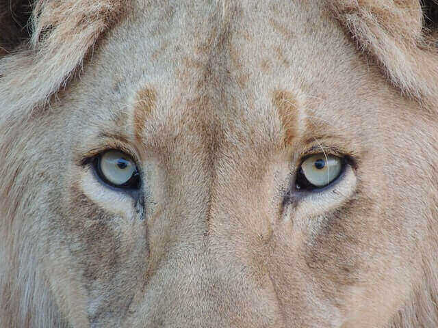 ¿Los leones son daltónicos? ¿Qué colores ven los leones? (Explicado)