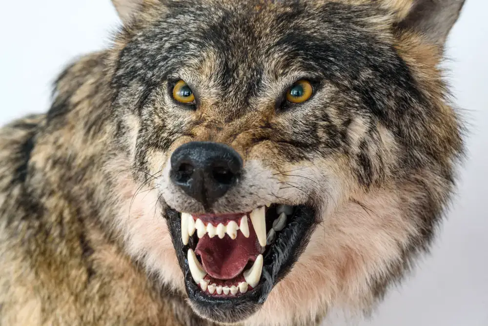 ¿Los lobos atacan a los humanos y qué hacer (mitos y verdades)?