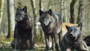 ¿Los lobos pueden ronronear? ¿Qué sonidos hacen los lobos? |