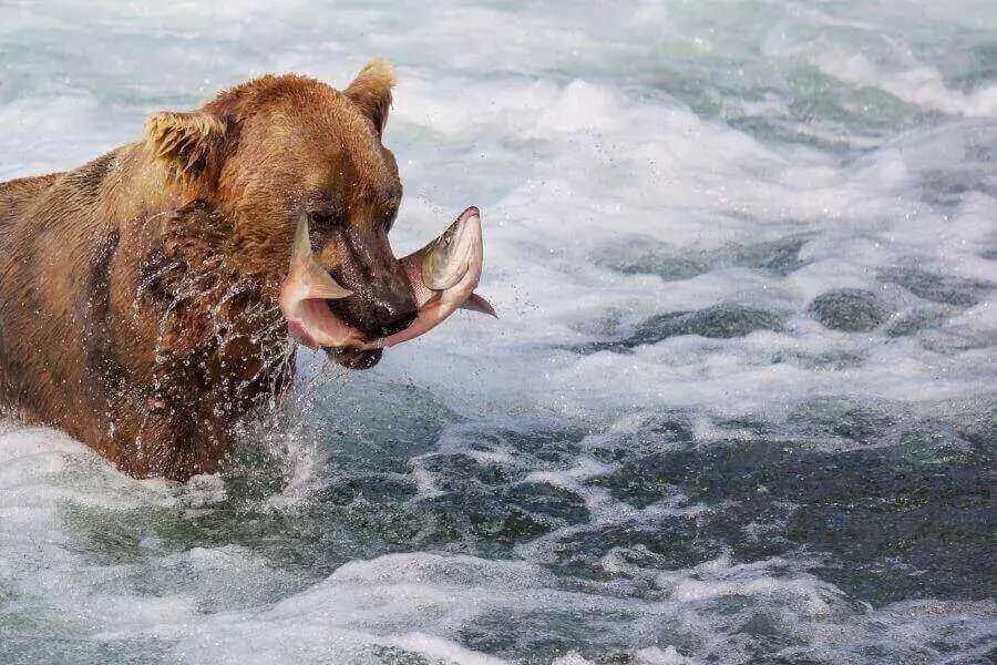 ¿Qué comen los osos? (Lista completa de la dieta de los osos)