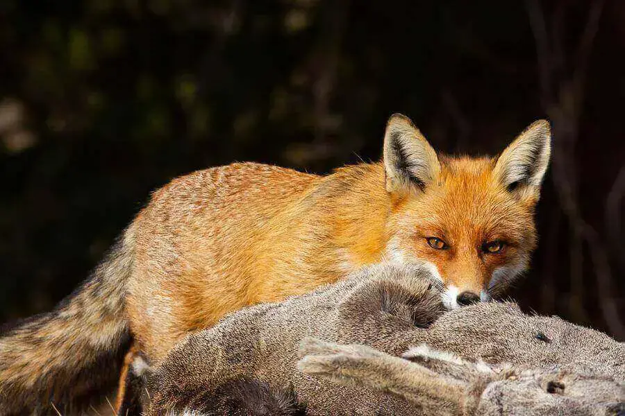 ¿Los zorros atacan y comen perros? (Agresión del zorro hacia las mascotas)