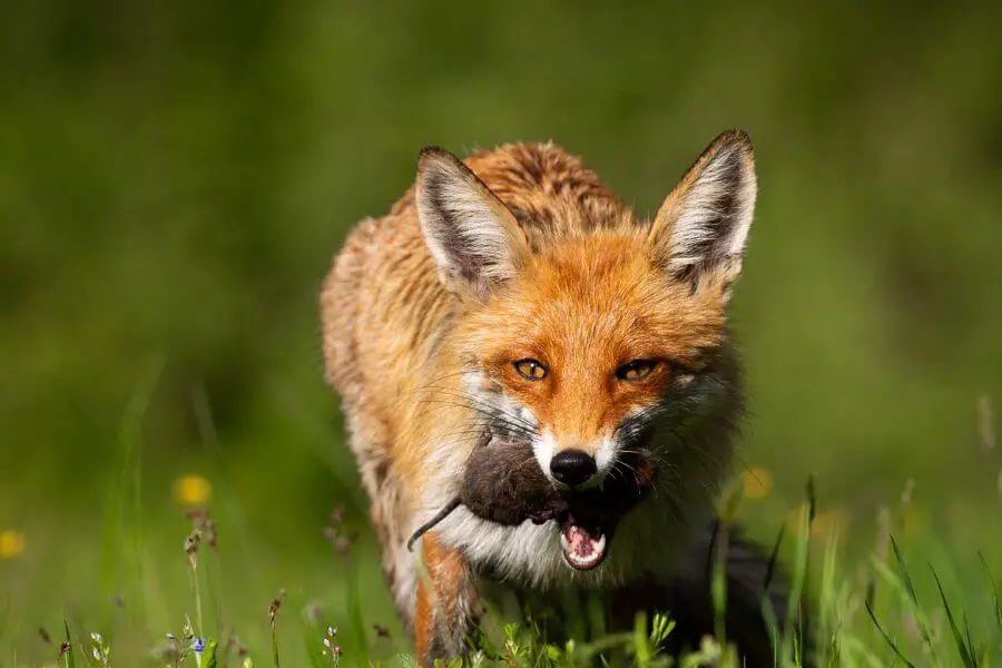 ¿Los zorros comen gatos? (El peligro de los zorros para los gatos domésticos)